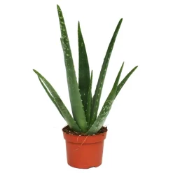 EXOTENHERZ - Aloe vera - env. 3 ans - pot de 12cm