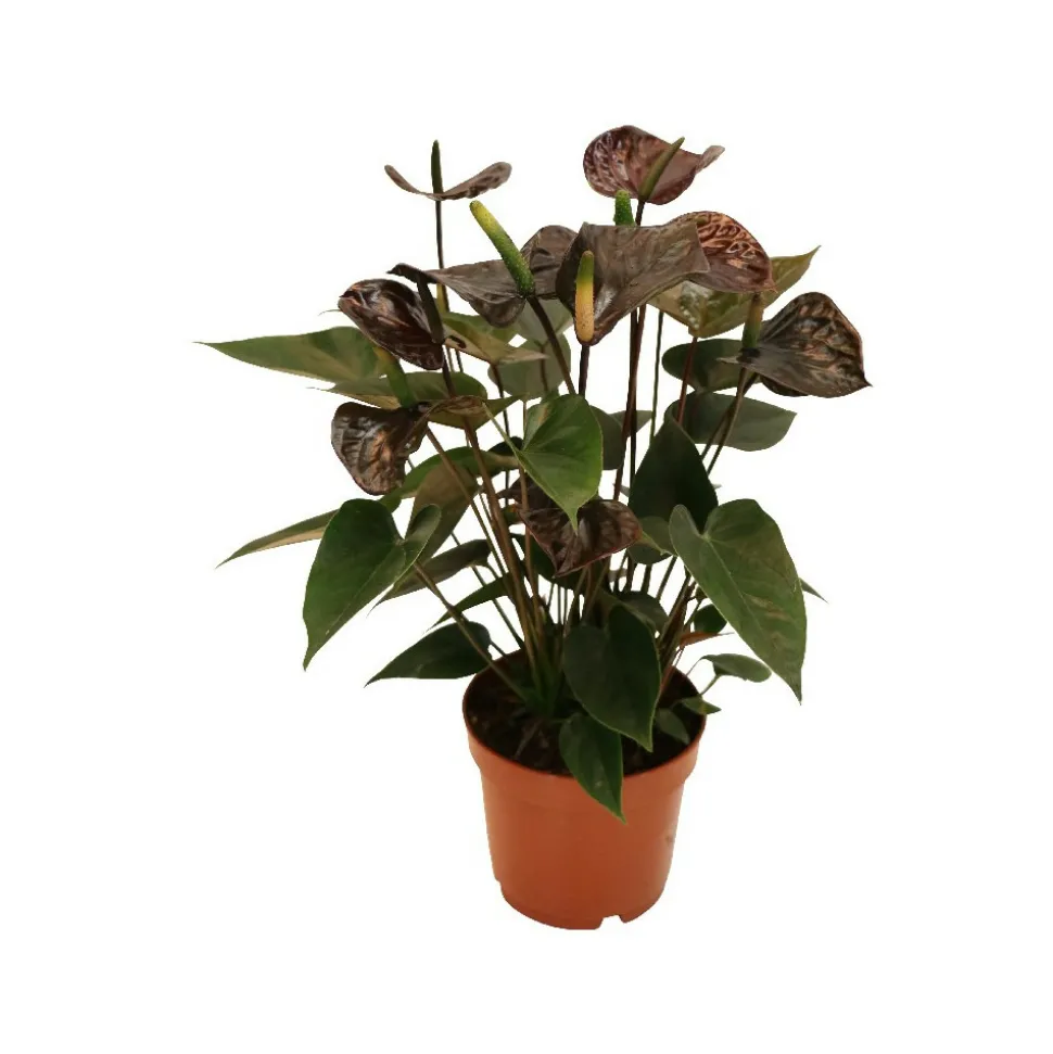 EXOTENHERZ - Anthurium andreanum "black karma" - avec fleur noire dans un pot de 12cm