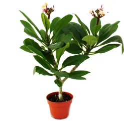 EXOTENHERZ - Arbre du temple hawaïen - plumeria - couleur surprise