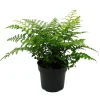 EXOTENHERZ - Asplenium dimorphum parvati- variétés spéciales de fougères pour la chambre fougère nid pot de 17cm hauteur environ 30-40cm