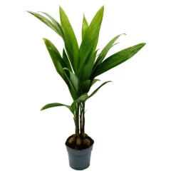 EXOTENHERZ - Betelnusspalme - areca catechu - zimmerpalme - betelpalme - 12cm topf