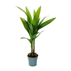 EXOTENHERZ - Betelnusspalme - areca catechu - zimmerpalme - betelpalme - 12cm topf