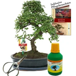 EXOTENHERZ - Bonsaï - chin. Orme - ulmus parvifolia - environ 10 ans bol 25cm - coffret cadeau avec ciseaux et engrais