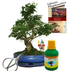 EXOTENHERZ - Bonsaï - chin. Troène - ligustrum - env.10 ans - bol 25cm - coffret cadeau avec ciseaux et engrais