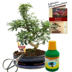 EXOTENHERZ - Bonsaï - poivre du sichuan - zanthoxyllum - environ 10 ans bol 25cm - coffret cadeau avec ciseaux et engrais