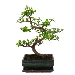 EXOTENHERZ - Bonsaï - portulacaria afra - jade - éléphant d'afrique - environ 7-8 ans
