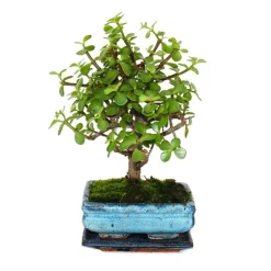 EXOTENHERZ - Bonsaï - portulacaria afra - arbre de jade - arbre à éléphant d'afrique - environ 4-5 ans - forme sphérique