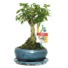 EXOTENHERZ - Bonsaï chin. Liguster - ligustrum sinensis - ca. 6 ans - forme sphérique