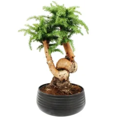 EXOTENHERZ - Bonsaï d'intérieur araucaria cunninghamii sapin d'intérieur araucaria de nouvelle-guinée hauteur env. 65cm coupe 26cm