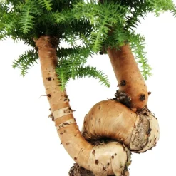 EXOTENHERZ - Bonsaï d'intérieur araucaria cunninghamii sapin d'intérieur araucaria de nouvelle-guinée hauteur env. 65cm coupe 26cm