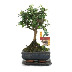 EXOTENHERZ - Bonsaï fukientee - carmona microphylla - ca. 6 ans - forme sphérique