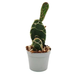 EXOTENHERZ - Cactus cobra - opuntia reticulata "cobra" - cactus à oreilles remarquable - pot de 6,5cm