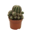 EXOTENHERZ - Cactus paysan echinopsis haku jo maru 10,5cm pot plante d'intérieur facile à entretenir