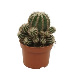 EXOTENHERZ - Cactus paysan echinopsis haku jo maru 10,5cm pot plante d'intérieur facile à entretenir