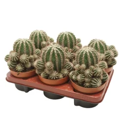 EXOTENHERZ - Cactus paysan echinopsis haku jo maru 10,5cm pot plante d'intérieur facile à entretenir