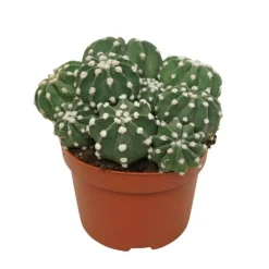 EXOTENHERZ - Cactus paysan echinopsis multiplex cactus facile à entretenir avec de superbes fleurs 12cm