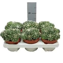 EXOTENHERZ - Cactus paysan echinopsis multiplex cactus facile à entretenir avec de superbes fleurs 12cm