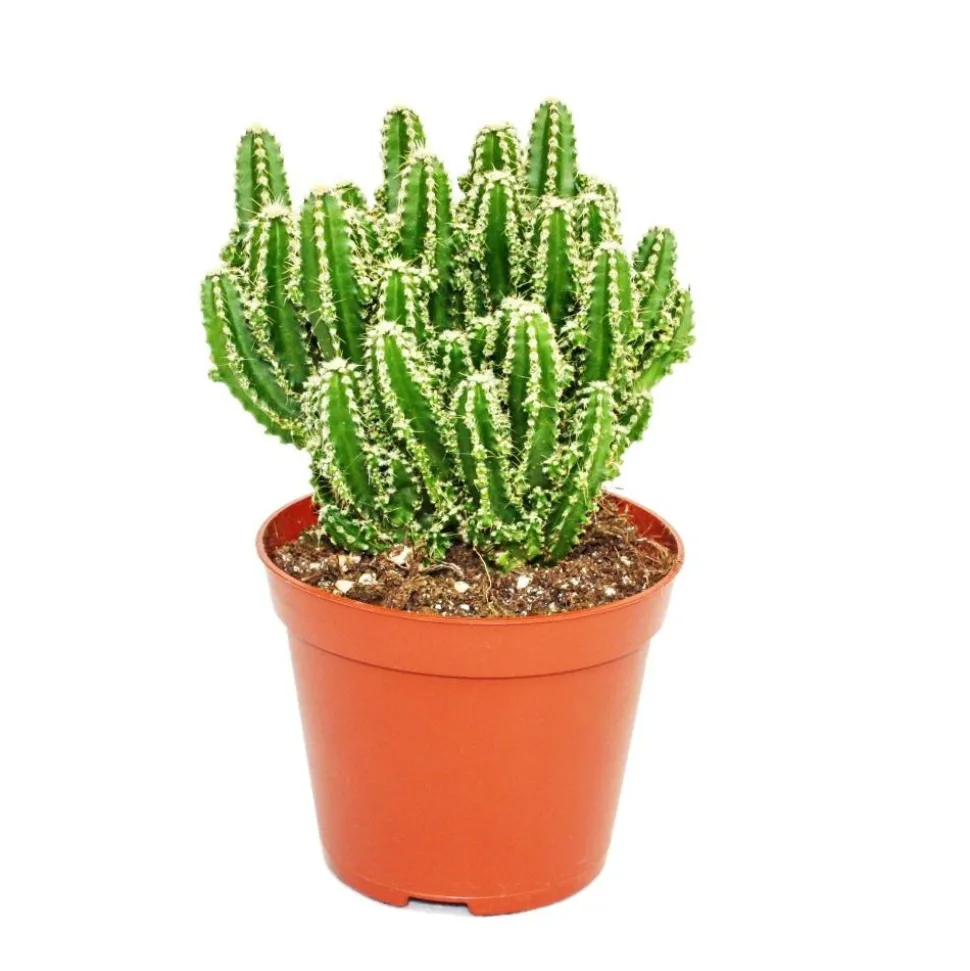 EXOTENHERZ - Cereus floridianus - doigt vert - en pot de 8.5cm