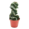EXOTENHERZ - Cereus jamacaru "spiralis" - cactus spirale - en pot de 11cm