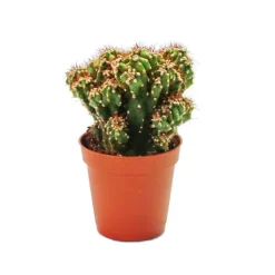 EXOTENHERZ - Cereus peruvianus cristata - cactus de roche - dans un pot de 5,5 cm