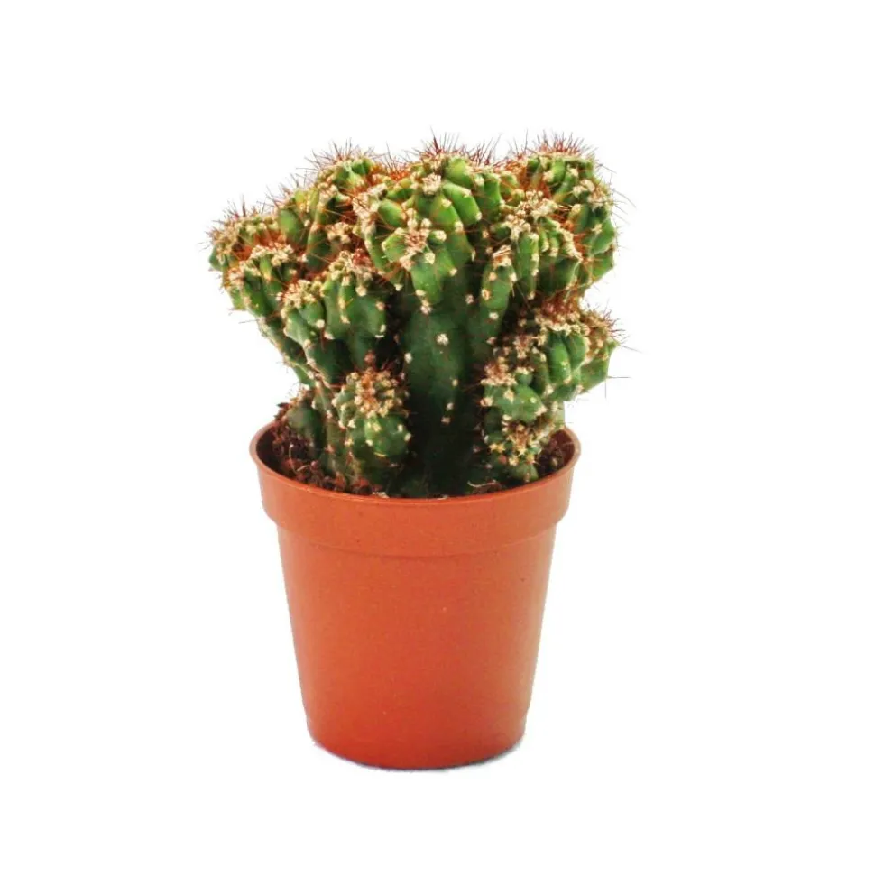 EXOTENHERZ - Cereus peruvianus cristata - cactus de roche - dans un pot de 5,5 cm