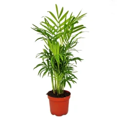 EXOTENHERZ - Chamaedorea elegans - palmier de montagne - 3 plantes en pot de 12cm