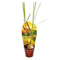 EXOTENHERZ - Citronnelle, cymbopogon citratus, 12cm pot
