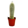 EXOTENHERZ - Cleistocactus strausii - bougie en argent - dans un pot de 5,5 cm