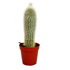EXOTENHERZ - Cleistocactus strausii - bougie en argent - en pot de 8,5cm