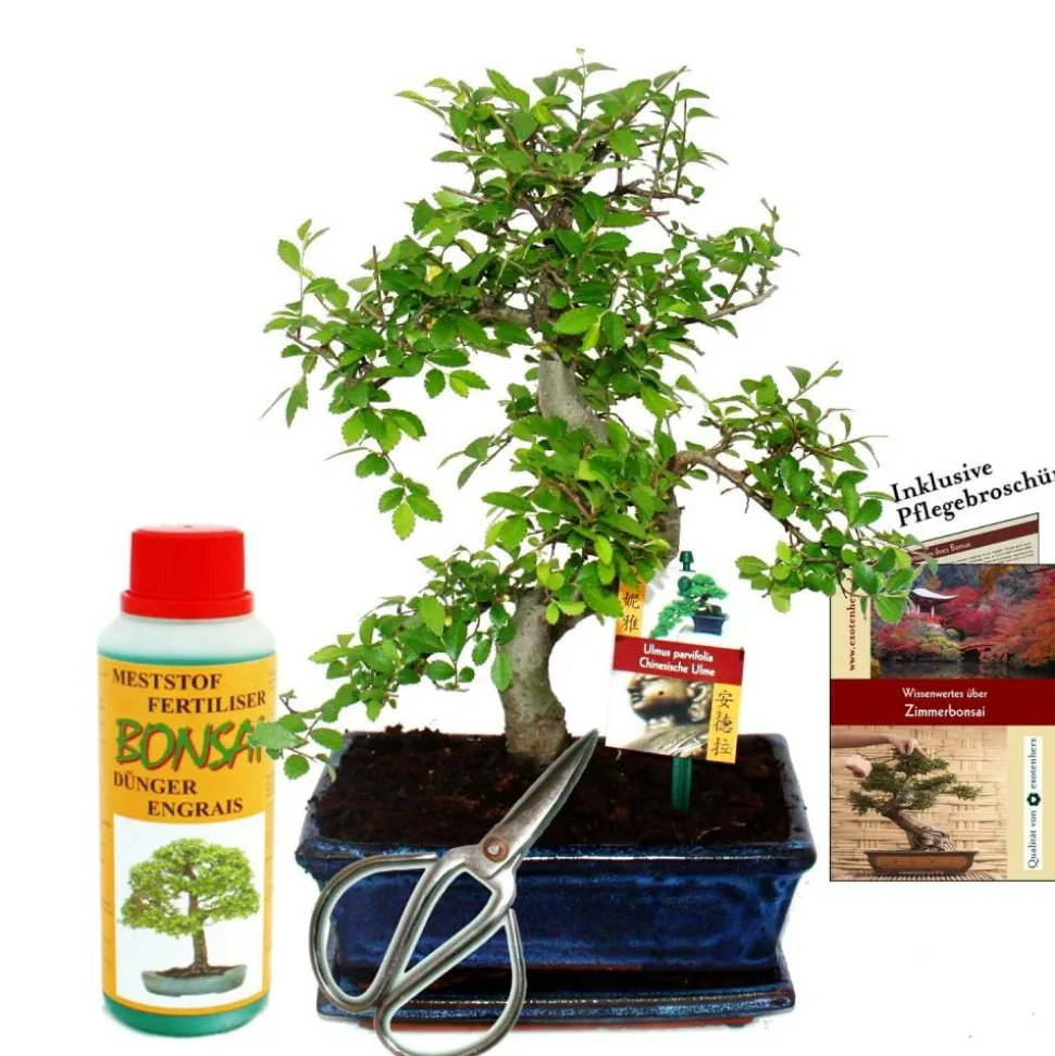 EXOTENHERZ - Coffret bonsaï bonsaï "ulmus" - orme de chine - env. 8 ans - set débutant