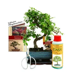 EXOTENHERZ - Coffret bonsaï bonsaï "ulmus" - orme de chine - env. 6 ans - set débutant