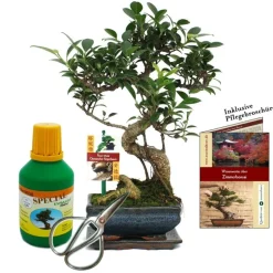 EXOTENHERZ - Coffret bonsaï bonsaï "ficus" - figuier chinois - ca. 6 ans - set débutant