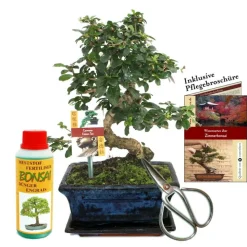 EXOTENHERZ - Coffret bonsaï bonsaï "carmona" - fukientee - ca. 8 ans - set débutant