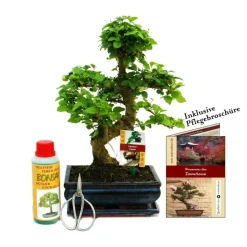 EXOTENHERZ - Coffret bonsaï bonsaï "ligustrum" - troène de chine - ca. 8 ans - set débutant