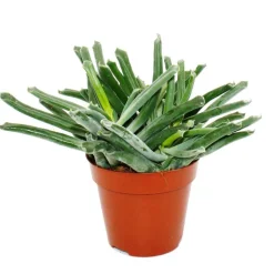 EXOTENHERZ - Cotyledon elephants trunk" - plante à trompe d'éléphant - succulente - en pot de 12cm"