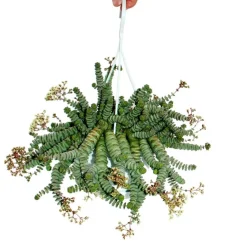 EXOTENHERZ - Crassula "hottentot" 14cm, crassula rupestris marnieriana, lampe suspendue