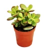 EXOTENHERZ - Crassula portulacea minor - penny tree - en pot de 5,5 cm