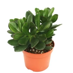 EXOTENHERZ - Crassula portulacea - arbre à argent - grande plante en pot de 12cm