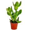 EXOTENHERZ - Crassula portulacea - arbre à argent - en pot de 5,5cm
