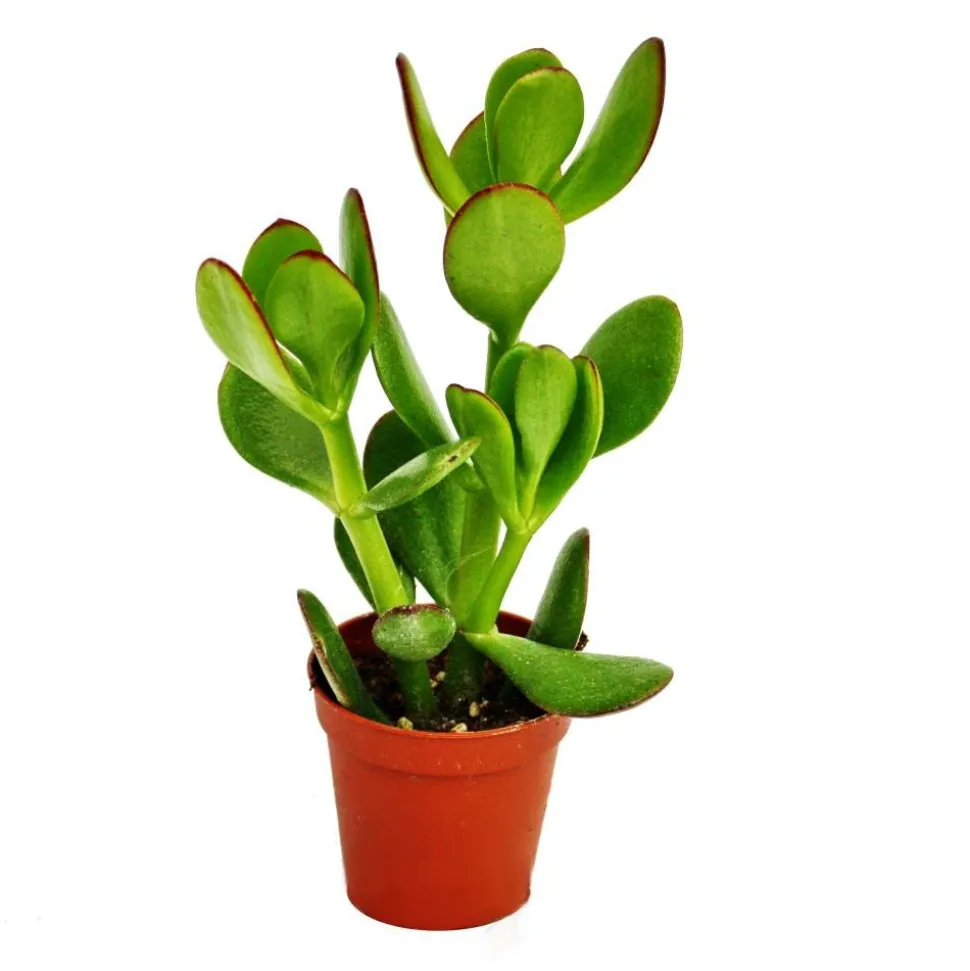 EXOTENHERZ - Crassula portulacea - arbre à argent - en pot de 5,5cm