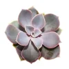 EXOTENHERZ - Echeveria - perle de nuremberg - petite plante en pot de 5,5 cm