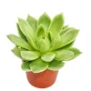 EXOTENHERZ - Echeveria agavoides - petite plante en pot de 5.5cm