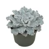 EXOTENHERZ - Echeveria crispy beauty succulente facile d'entretien pot 12cm