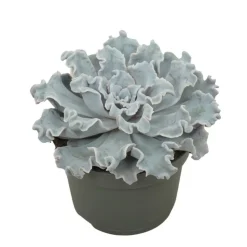 EXOTENHERZ - Echeveria crispy beauty succulente facile d'entretien pot 12cm