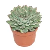 EXOTENHERZ - Echeveria pulidonis - grande plante en pot de 12 cm