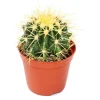 EXOTENHERZ - Echinocactus grusonii - chaise de belle-mère - dans un pot de 5,5 cm
