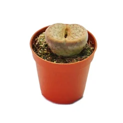 EXOTENHERZ - Exotenherz - lithops - pierre vivante - en pot de 5,5cm