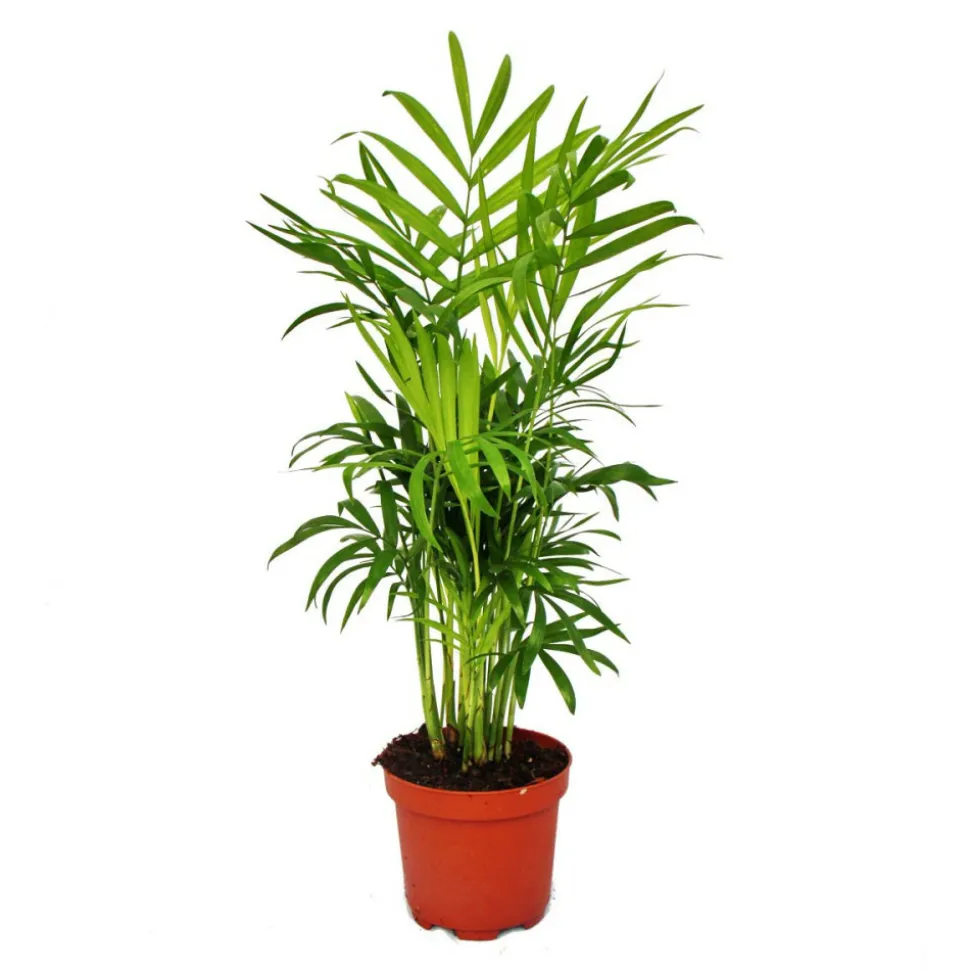 EXOTENHERZ - Exotenherz - palmier de montagne - chamaedorea elegans - 1 plante - facile d'entretien - purificateur d'air - pot 12cm