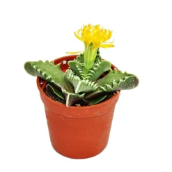 EXOTENHERZ - Faucaria tigrina - cerf-volant tigre - en pot de 8,5cm