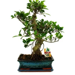 EXOTENHERZ - Figuier chinois bonsaï - ficus retusa - env. 12-15 ans